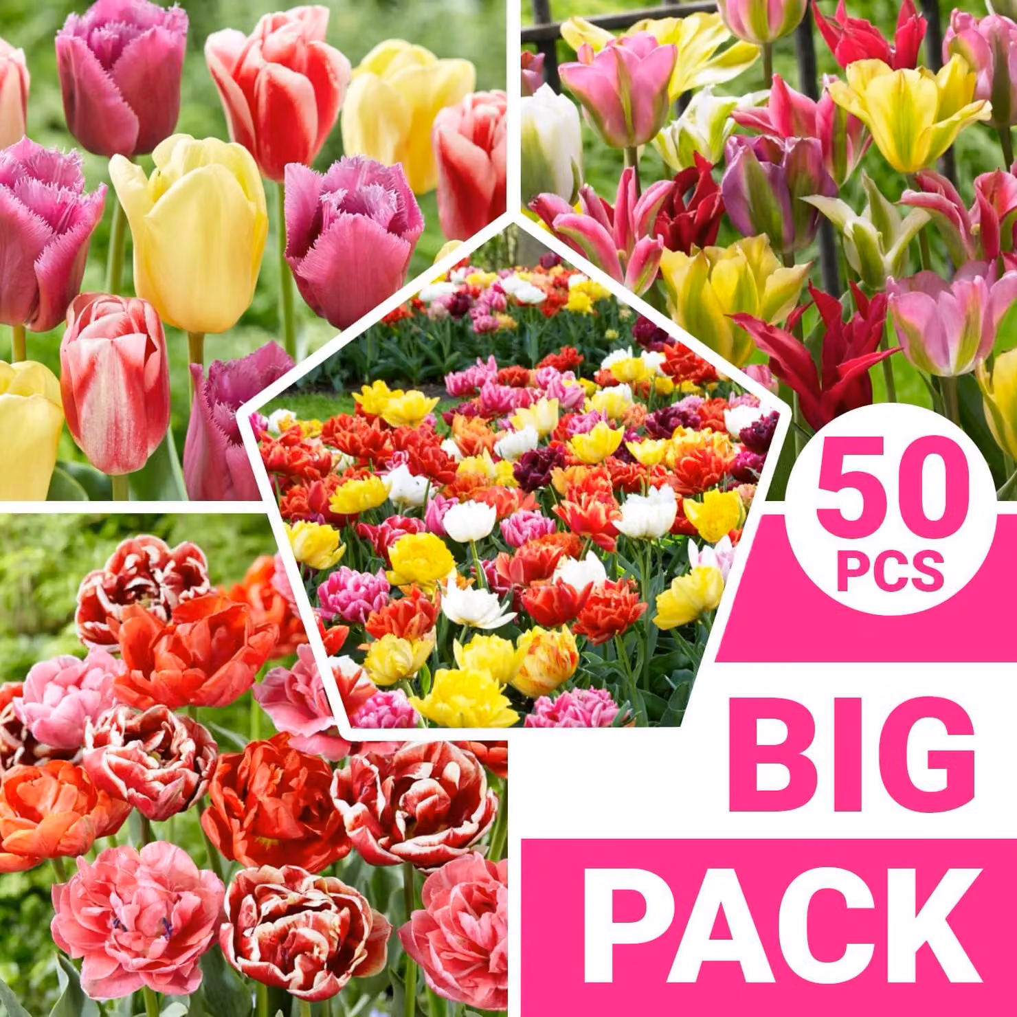 Bulbi di tulipano resistenti al gelo, perenni - Mix - 50 bulbi di fiori - Piante vere provenienti dall'Olanda - Bulbi di tulipano per giardino e balcone (bulbi grandi, senza semi, non artificiali)