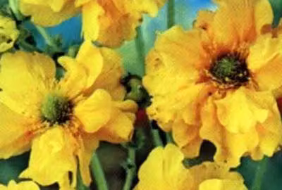 6 x Geum chil. 'Lady Stratheden' ('goldball') - Nelkenwurz - Topf 9 x 9 cm