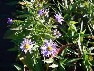 6 x Aster dum. prof. Anton Kippenberg' - Aster autunnale - vaso 9 x 9 cm