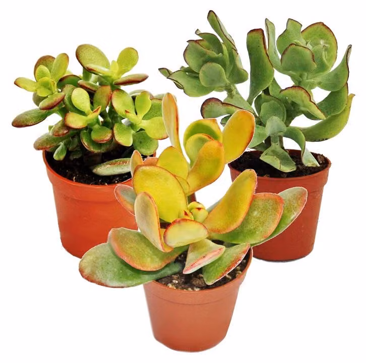 Set albero soldi, 3 diversi tipi di Crassula in vaso da 12 cm