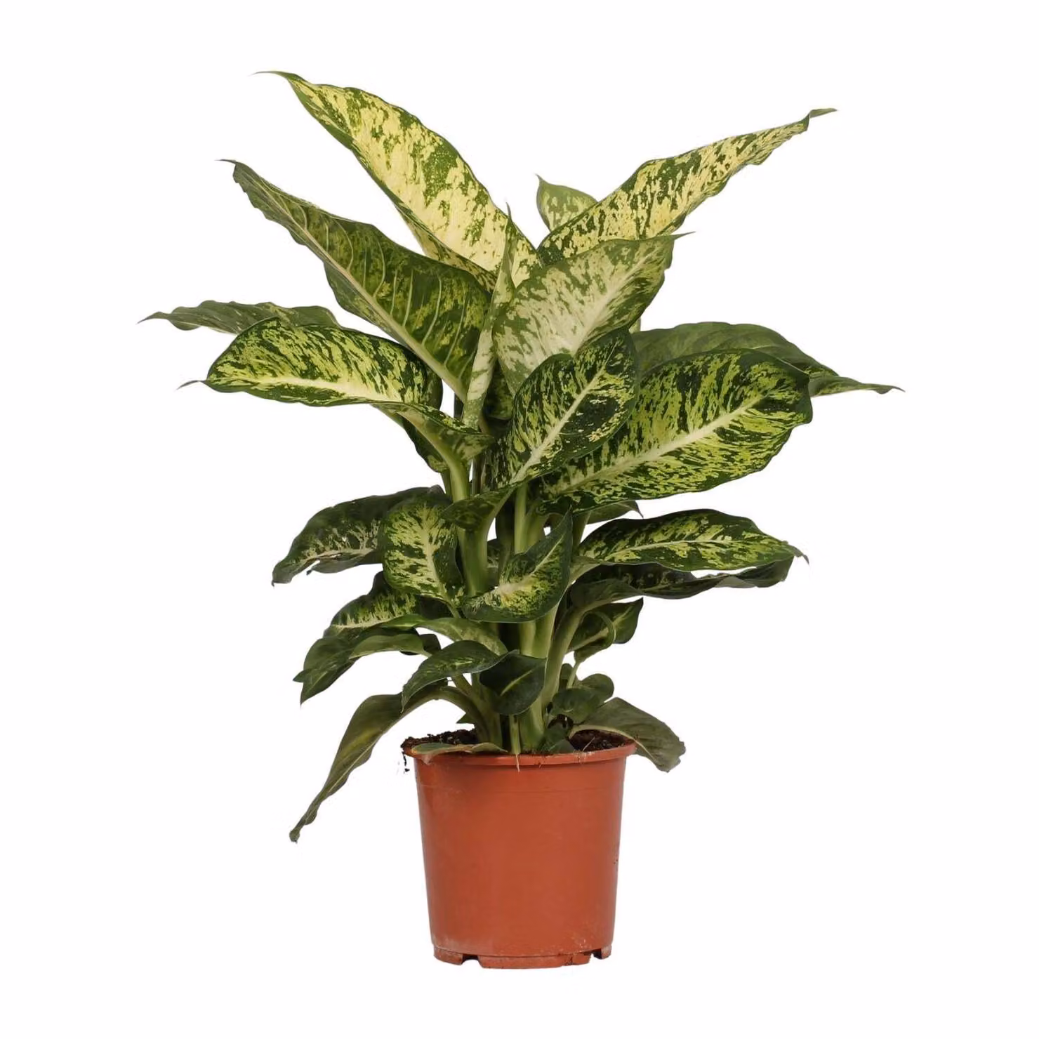 Dieffenbachia Mars Ø17Cm - ↕50Cm