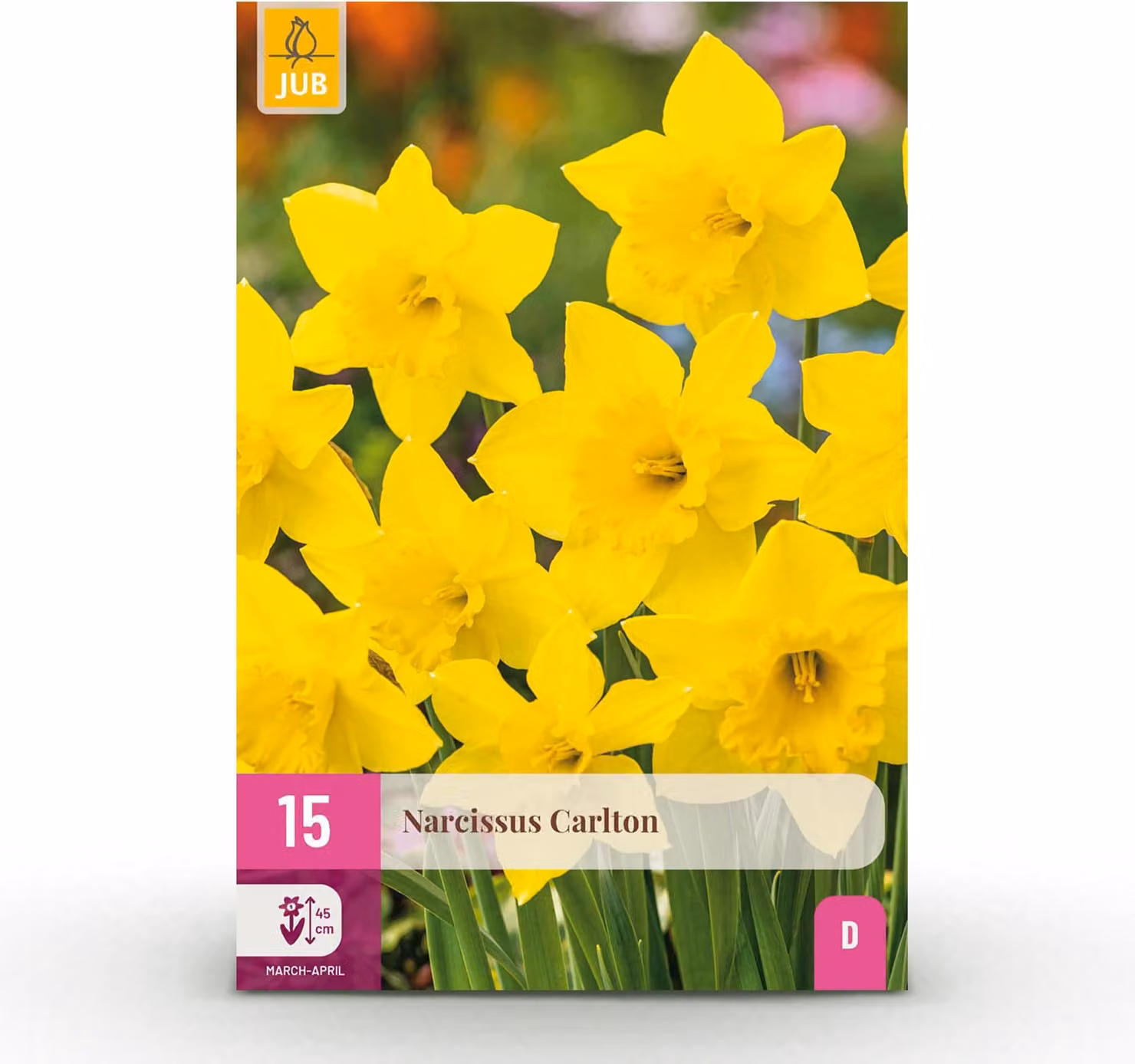 Bulbi da fiore - Narciso 'Carlton' - Giallo - 15 pezzi - Bulbo 12/14 - 15-30cm - Ø5cm - Pianta da giardino - Multideal