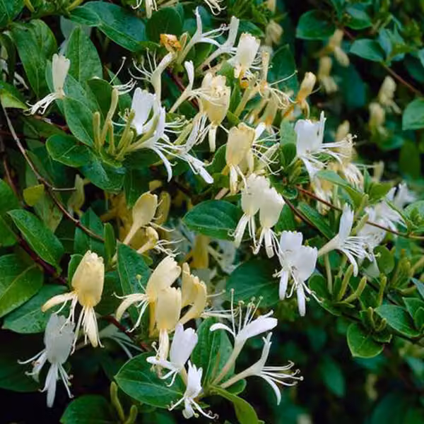 2 piante di *Lonicera japonica* 'Halliana', con fiori giallo-arancioni, in vaso, altezza 50-60 cm