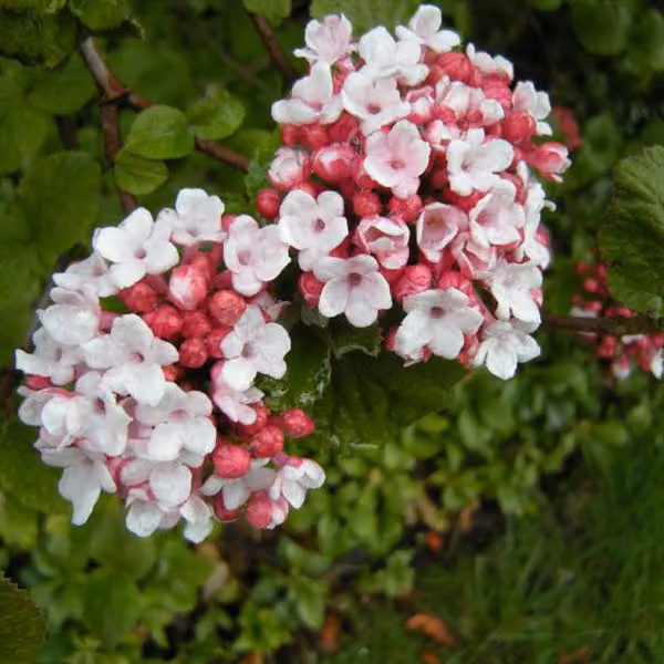 Viburnum carlesii (detto anche "Schneeball coreano") | 50-60 cm in vaso