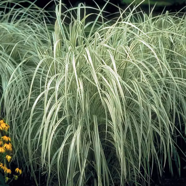 6 piante di Miscanthus sinensis 'Variegatus' (erba di bambù variegata), vaso da 9x9 cm