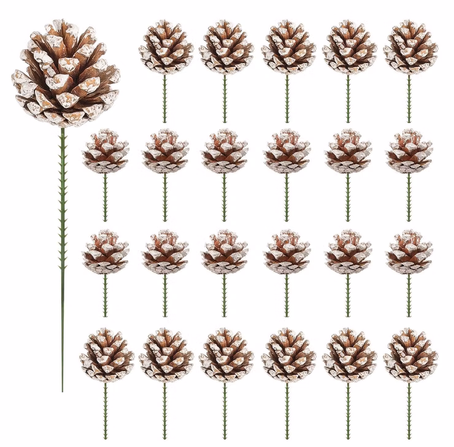 24 pigne con stelo, ideali per decorazioni
