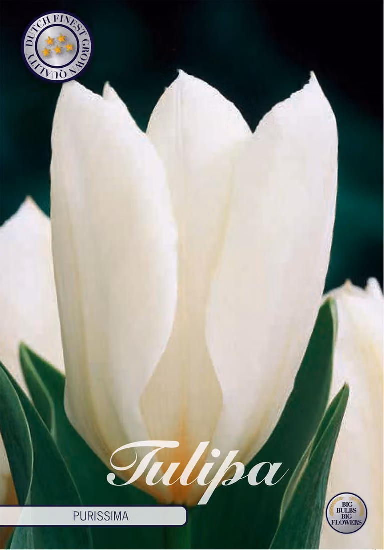 Tulipano Purissima (10 bulbi) | Bulbi di tulipano di Sam van Schooten