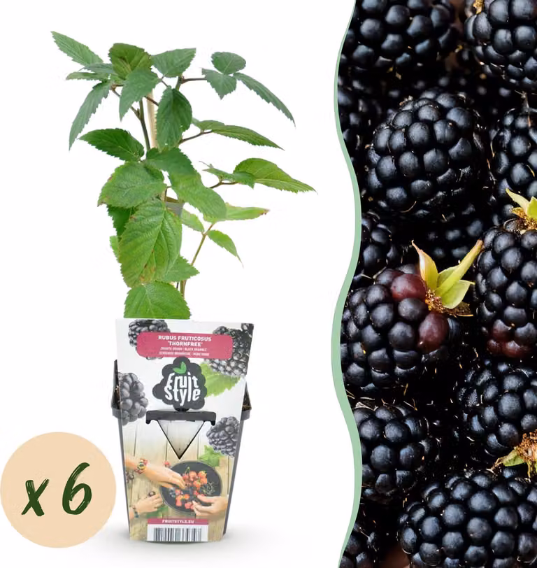 Mora senza spine - Rubus Thornfree - Difficile - 6 piante - 15-25cm - Ø9cm - Pianta da giardino
