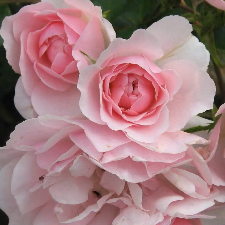 Rosa - Rosa tappezzante - Rosa 'Bonica'®
