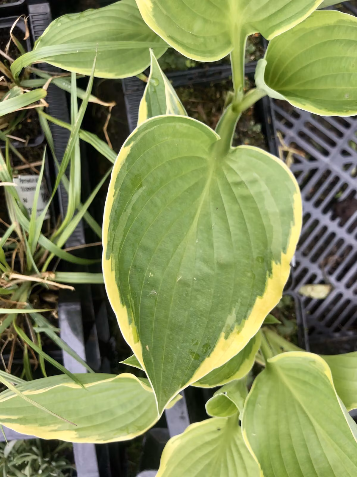 6 x Hosta aureomarginata - Fucus - Topf 9 x 9 cm