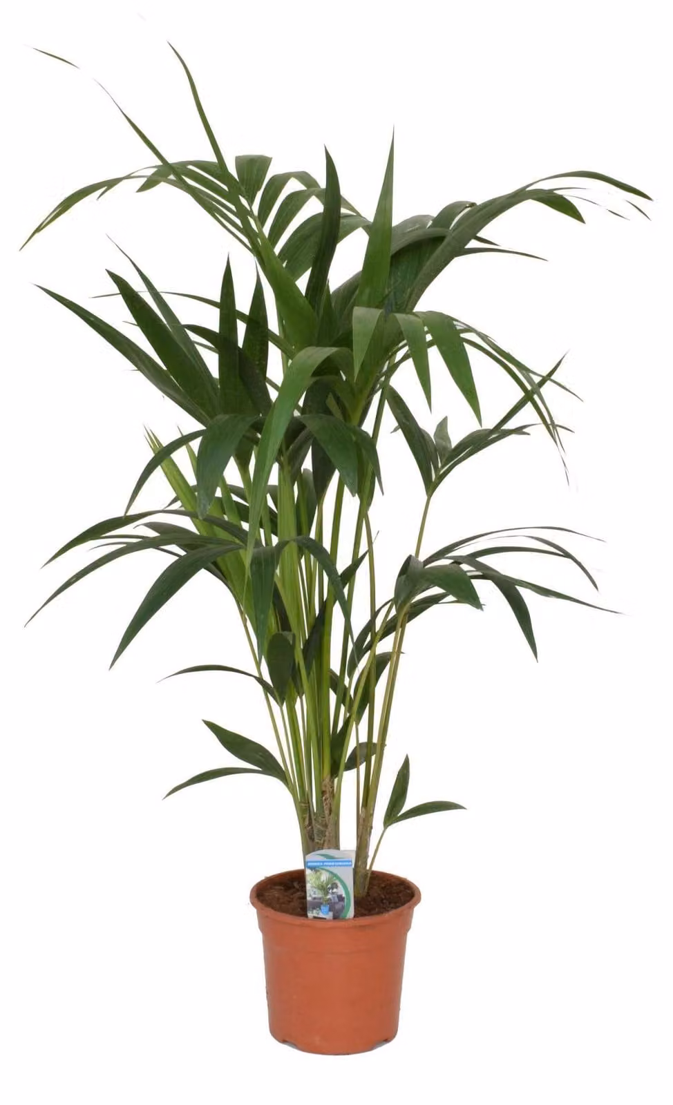 Palma Kentia 100-120 cm Howea forsteriana