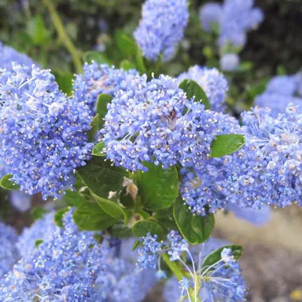 2 piante di Ceanothus impressus 'Victoria' (Säckelblume), alte 30-40 cm, in vaso
