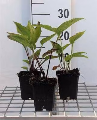 6 x Echinacea purp. 'Leuchtstern' - Sonnenhut - Topf 9 x 9 cm