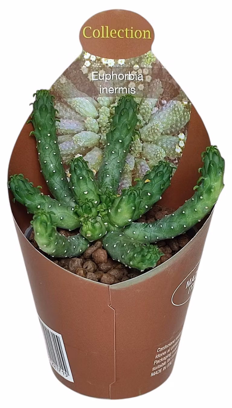 Euphorbia inermis - rara pianta di latte - rarità - 6,5cm dimensione del vaso - 15cm alta