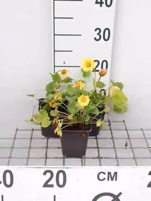 6 x Doronicum orientale - Doronicum - Topf 9 x 9 cm