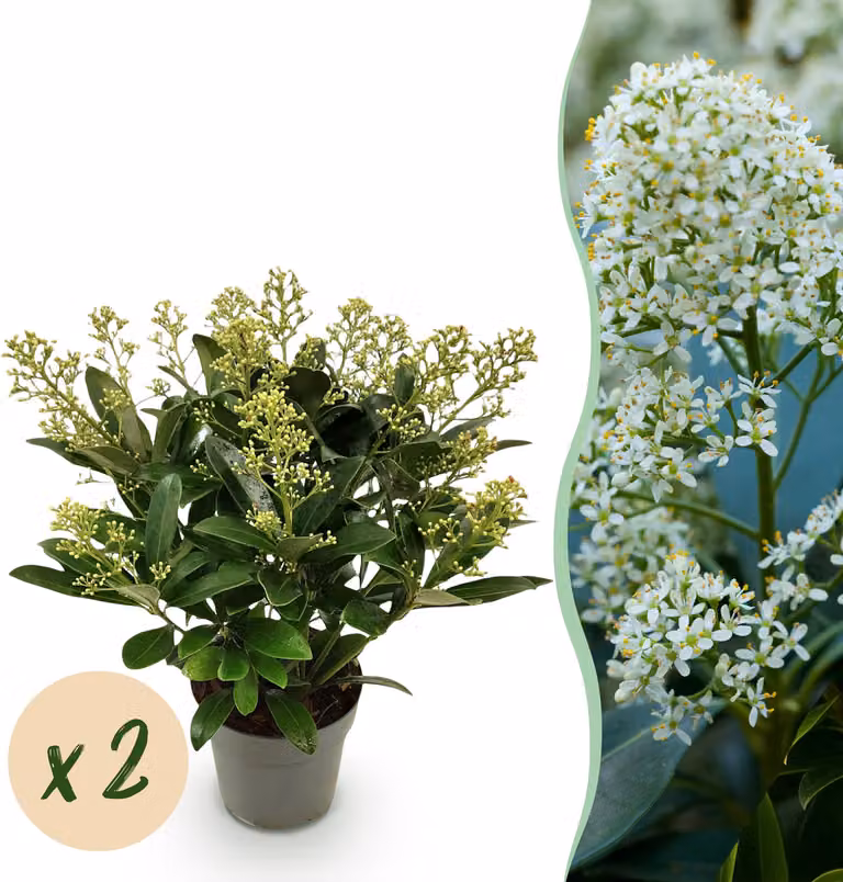Skimmia japonica Finchy - Fiore bianco - 15+ fiori - 2 piante - rustica - 30cm - Ø15cm - Pianta da giardino