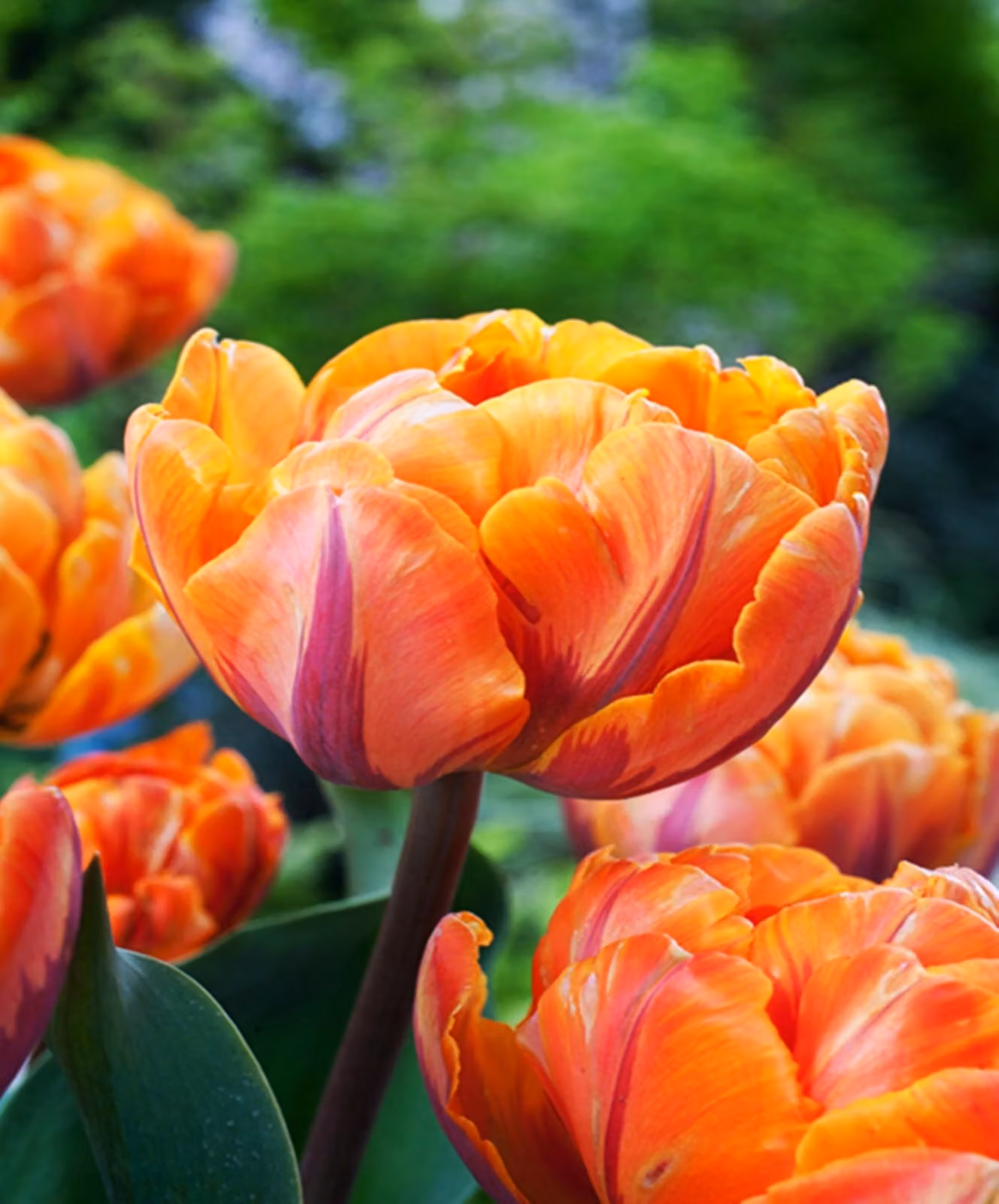 Tulipano Orange Benex