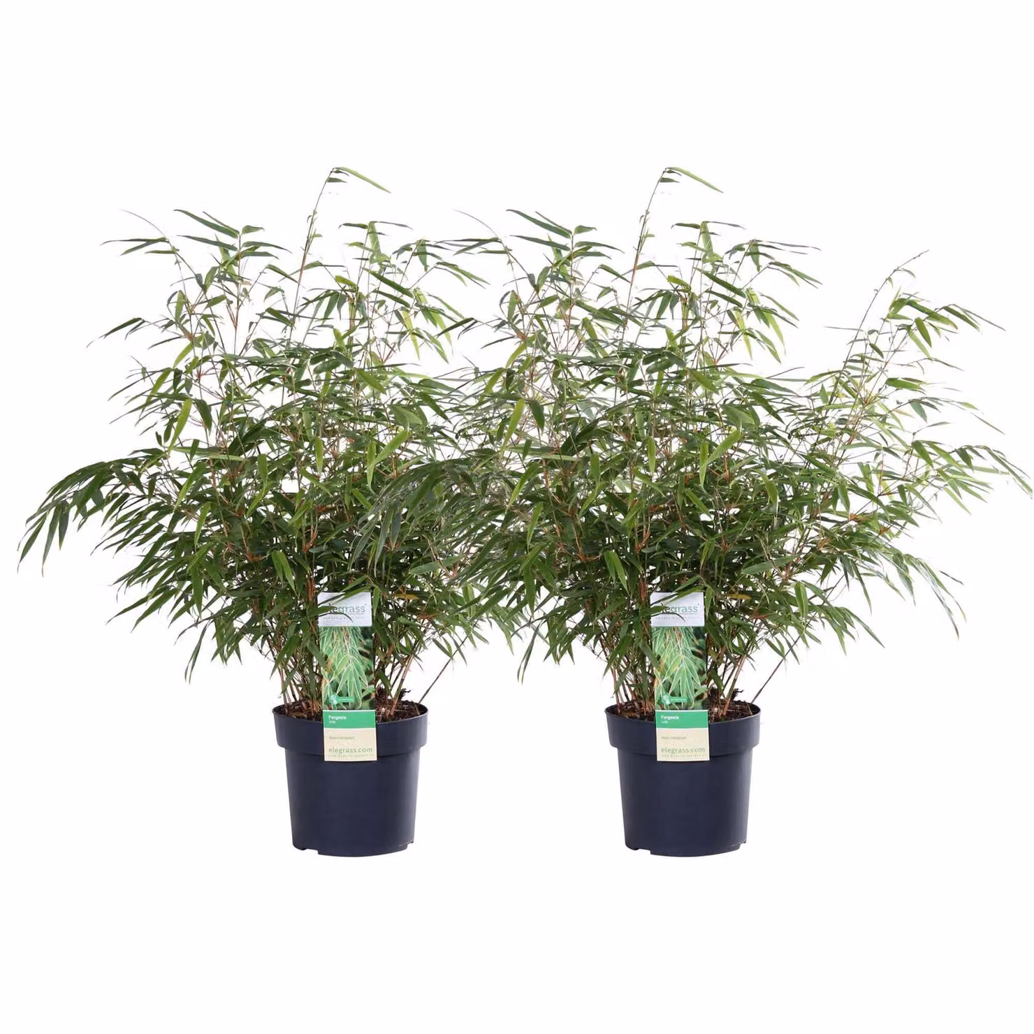 2X Fargesia Rufa - ↨60Cm - Ø19