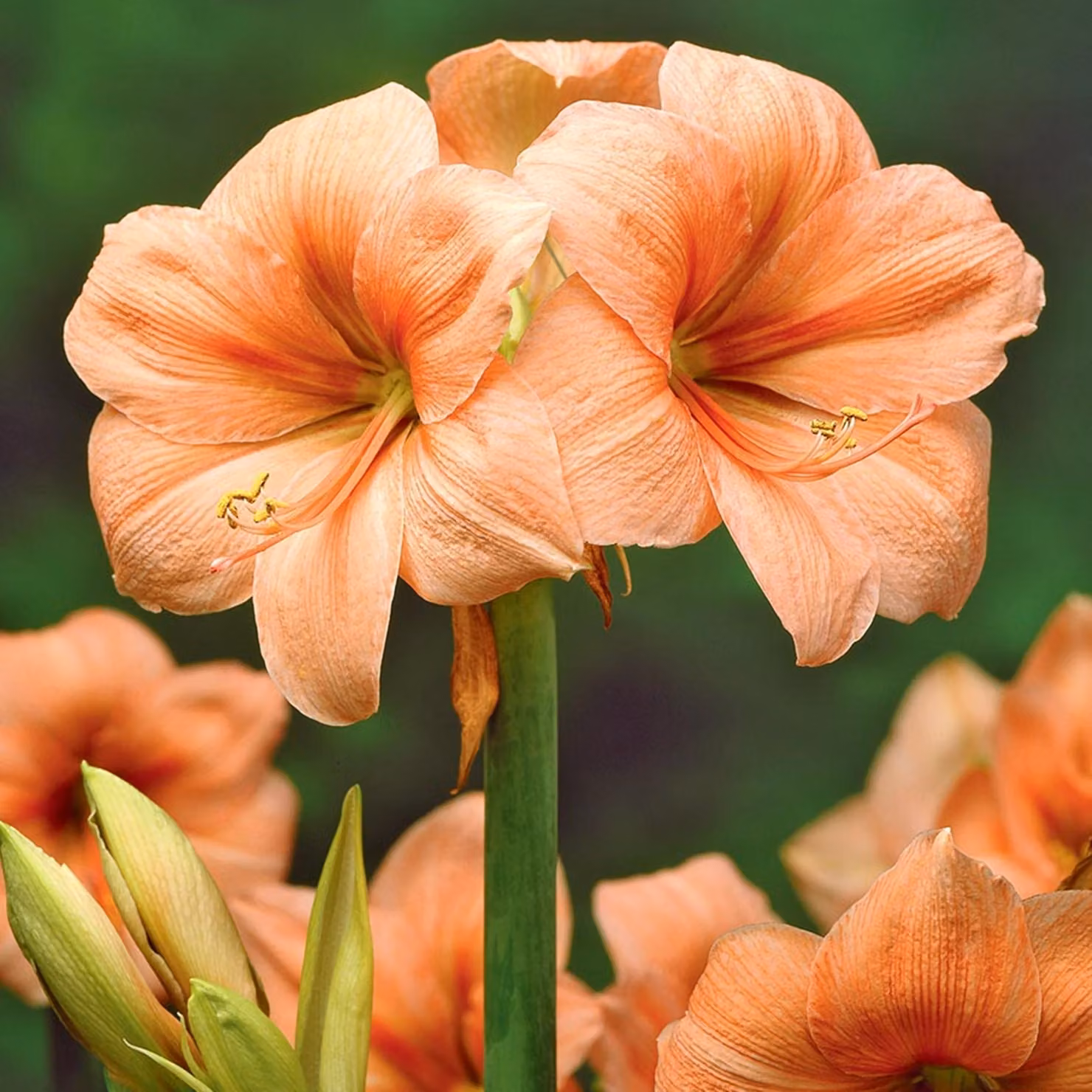 Hippeastrum Zwartnica Amarylis Rilona 1 pz Bulbi Bulbi di amarilli