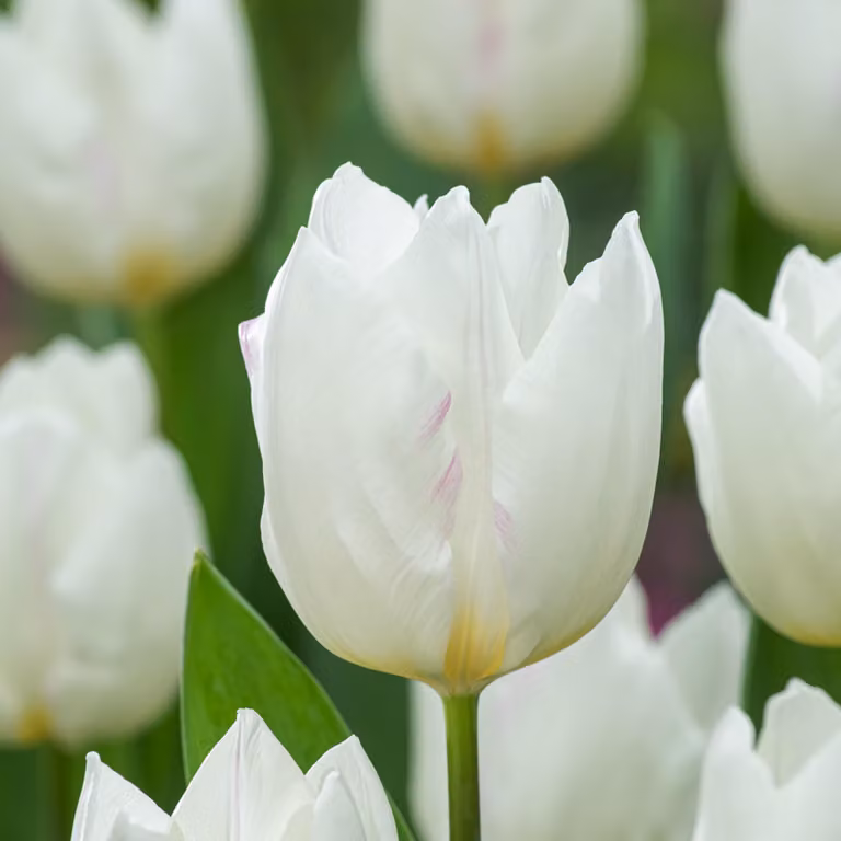 Tulipani Bulbi Bulbi Fiori Tulipano trionfo Snowhill 5 pz.