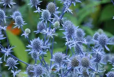 6 x Eryngium planum - lettiera per uomini - vaso 9 x 9 cm