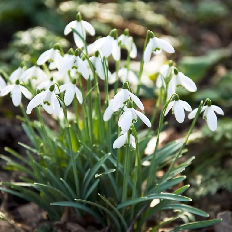 Campanule invernali (Galanthus woronowii/nivalis) - Bulbi da fiore perenni, resistenti al freddo - 50 bulbi - Piante vere provenienti dall'Olanda - Adatte per giardino, vasi e balconi (bulbi di grandi dimensioni, senza semi, non artificiali)