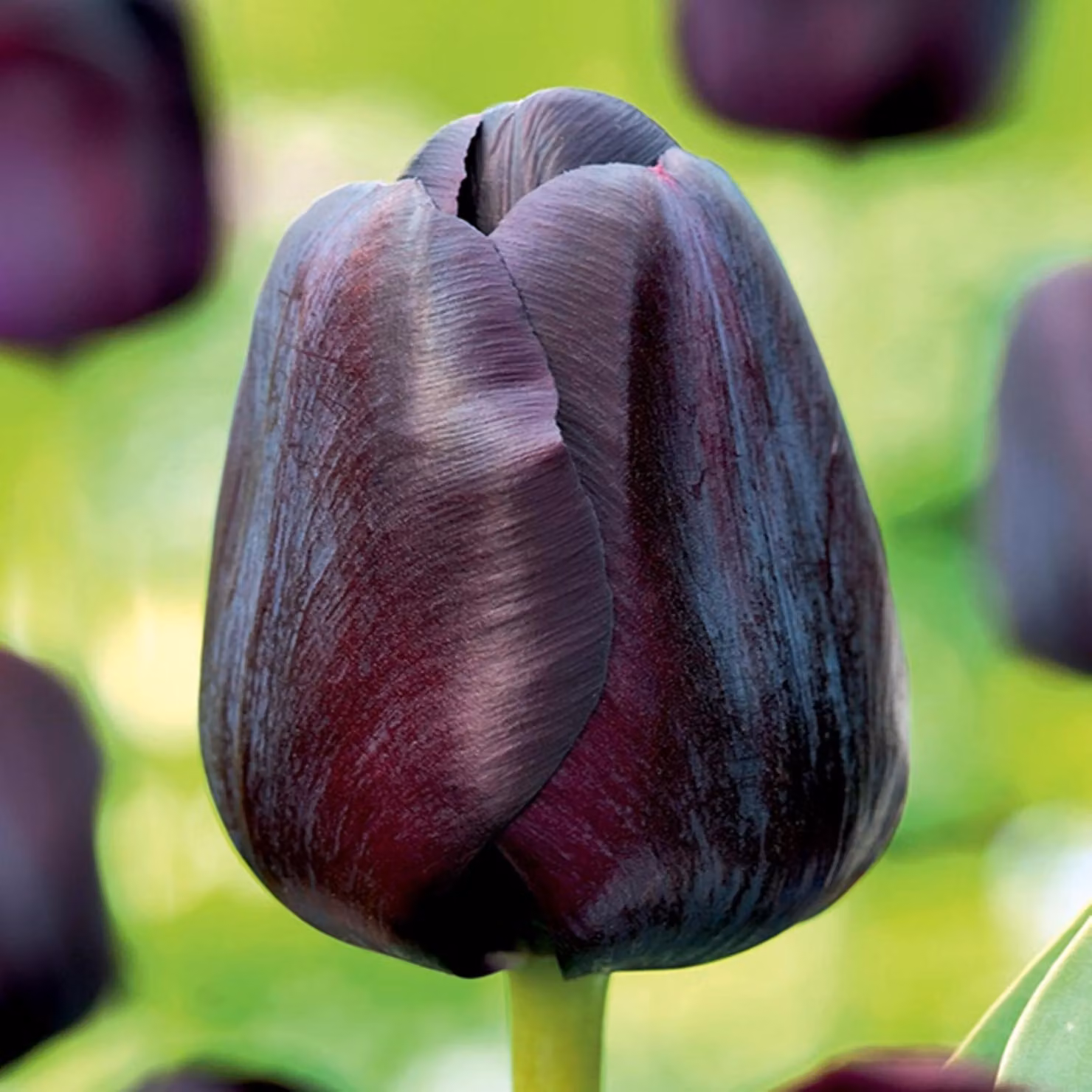 Tulipani Bulbi Bulbi Fiori Tulipano trionfo Black Jack 5 pz.