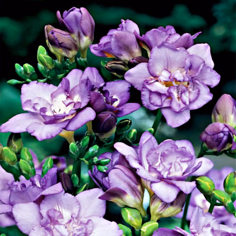 Fresia piena viola 10 pz. Fresie Bulbi di fresia Profumati Bulbi