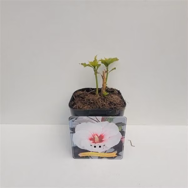 XXL Hibiscus moscheutos Jolly Heart Ibisco gigante Ibisco perenne
