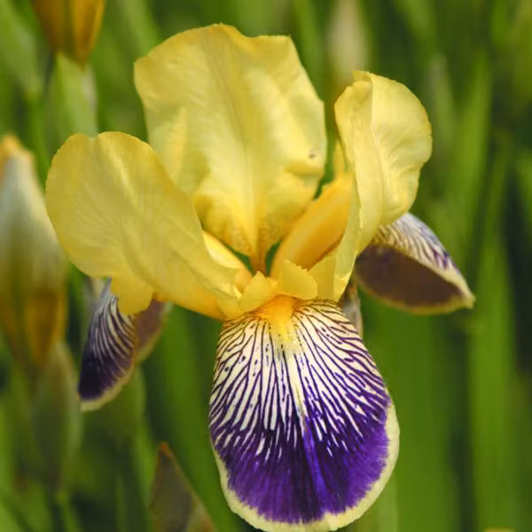 6 x Iris germanica 'Nibelungen' (gigli spada) | Vaso da 9x9 cm