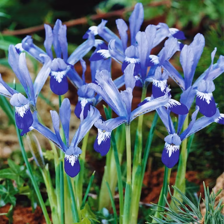 Bulbi da fiore Bulbi da fiore Fiori Iris a rete Iris Clairette 10 pz.