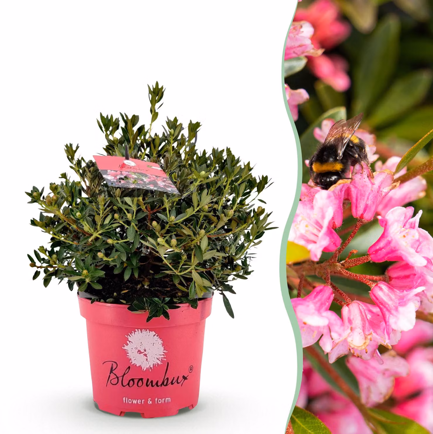 Rododendro nano - Rhododendron Bloombux Magenta - Bosso da fiore - Bassa manutenzione - Fiore rosa - 45-55cm - Ø23cm - Pianta da giardino