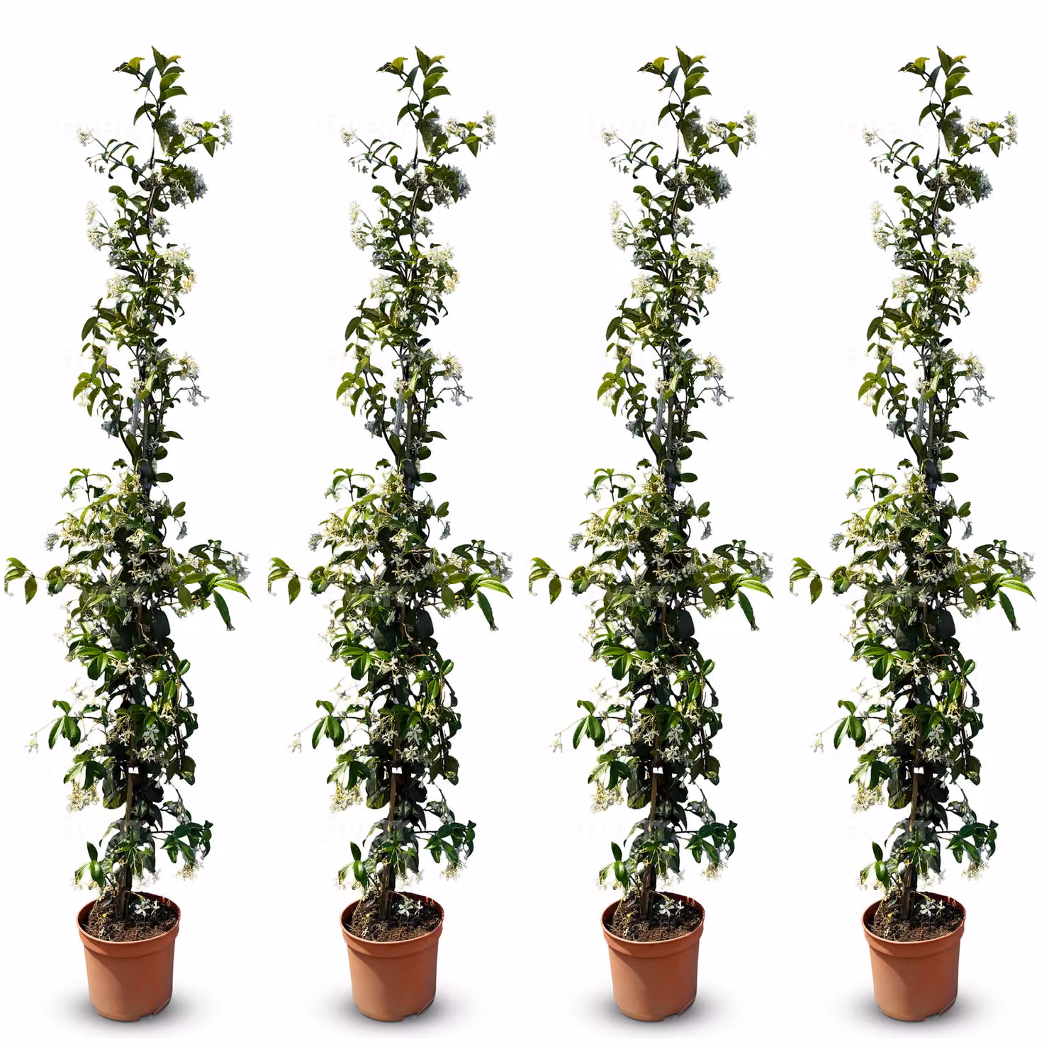 Sunny Tree - Gelsomino toscano - Rampicante - 4 pz - Pianta da esterno - Resistente a -18 - Trachelospermum Jasminoides - 160 cm