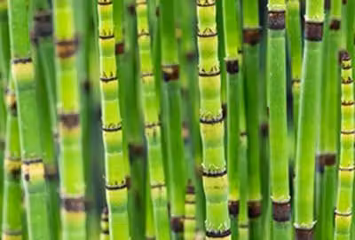 6 x Equisetum japonicum - Tubo cavo giapponese - vaso 9 x 9 cm
