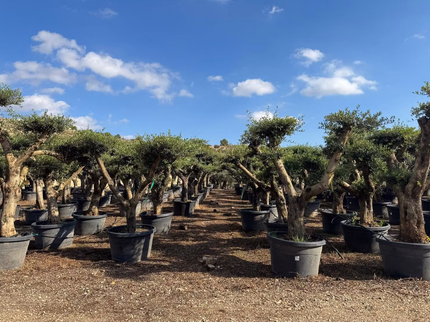 Sunny Tree - Olivo "Pompon" – 50 anni, altezza 230 cm, circonferenza del tronco 50 cm, volume del vaso 170 litri, , resistente al gelo