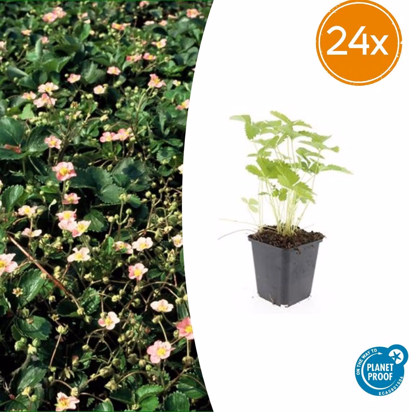 Fragaria vesca | 24 pezzi - 10-25cm - Ø9cm - Pianta da giardino