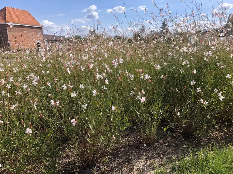 6 x Gaura lindheimeri - magnifica candela - vaso 9x9 cm