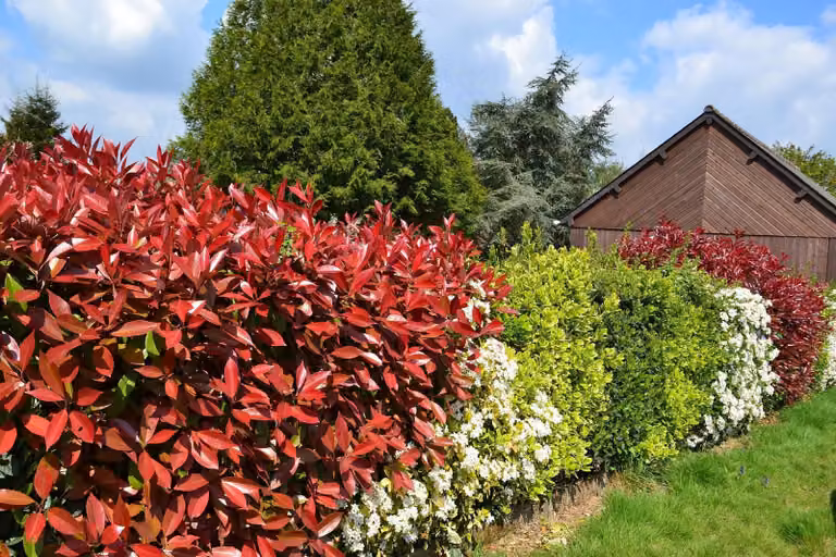 Photinia fraseri 'Red Robin', acero nano a foglie rosse, altezza circa 40 cm