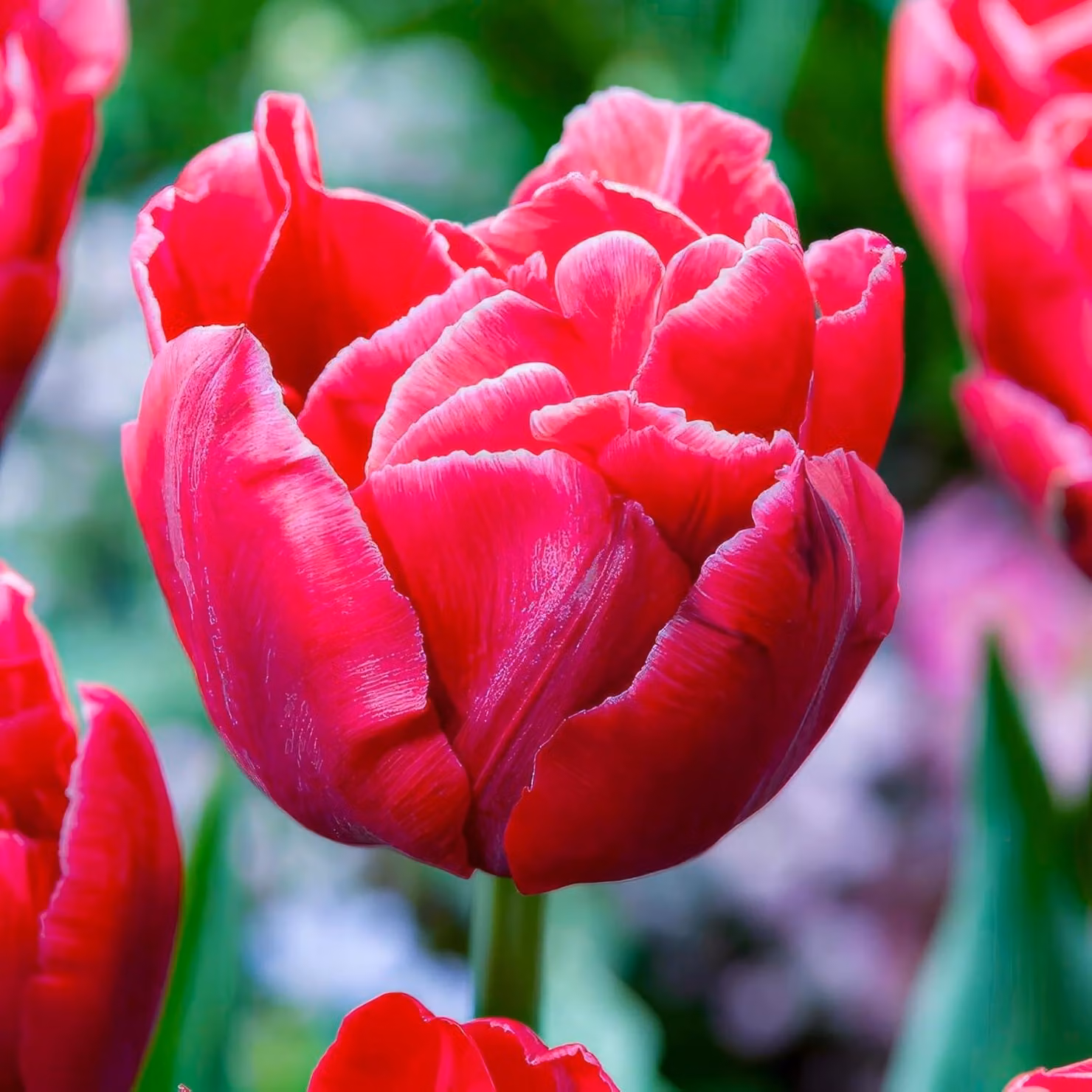 Bulbi di tulipano resistenti al freddo, perenni, doppi - Mix di colori - 25 bulbi di fiori - Piante vere provenienti dall'Olanda - Tulipani per giardino, vasi e balcone (bulbi grandi, senza semi, non artificiali)