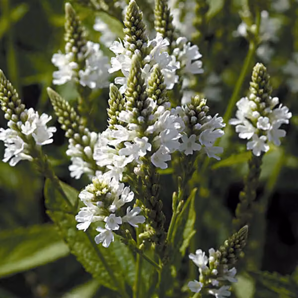 6 piante di Verbena hastata 'White Spires', in vaso da 9x9 cm