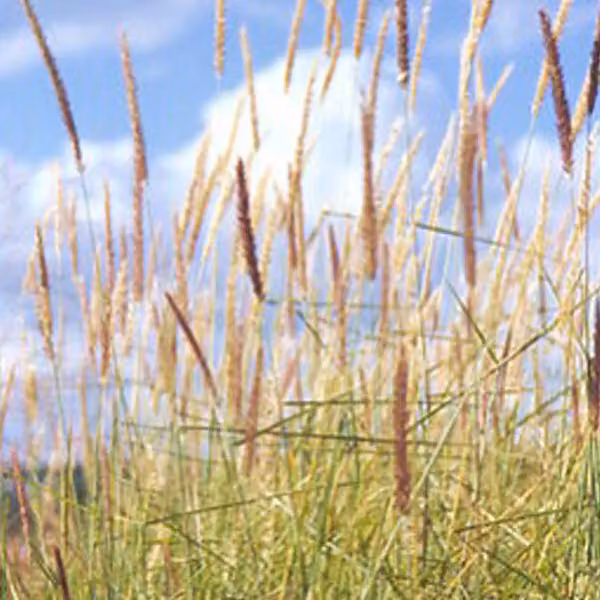 6 piante di erba ornamentale "Feines Federborstengras" (Pennisetum incomptum) | Vaso da 9x9 cm
