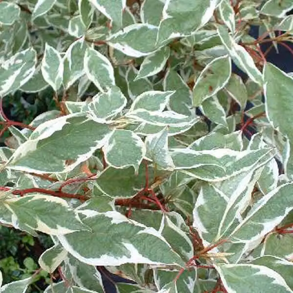 2 piante di Biancospino (Cornus alba 'Ivory Halo'), altezza 40-60 cm, fornite in vaso