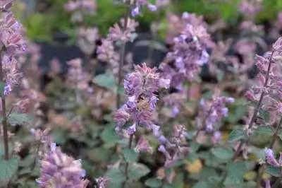 6 x Nepeta hybr. 'Cat's Pajama' - Erba gatta - vaso 9 x 9 cm