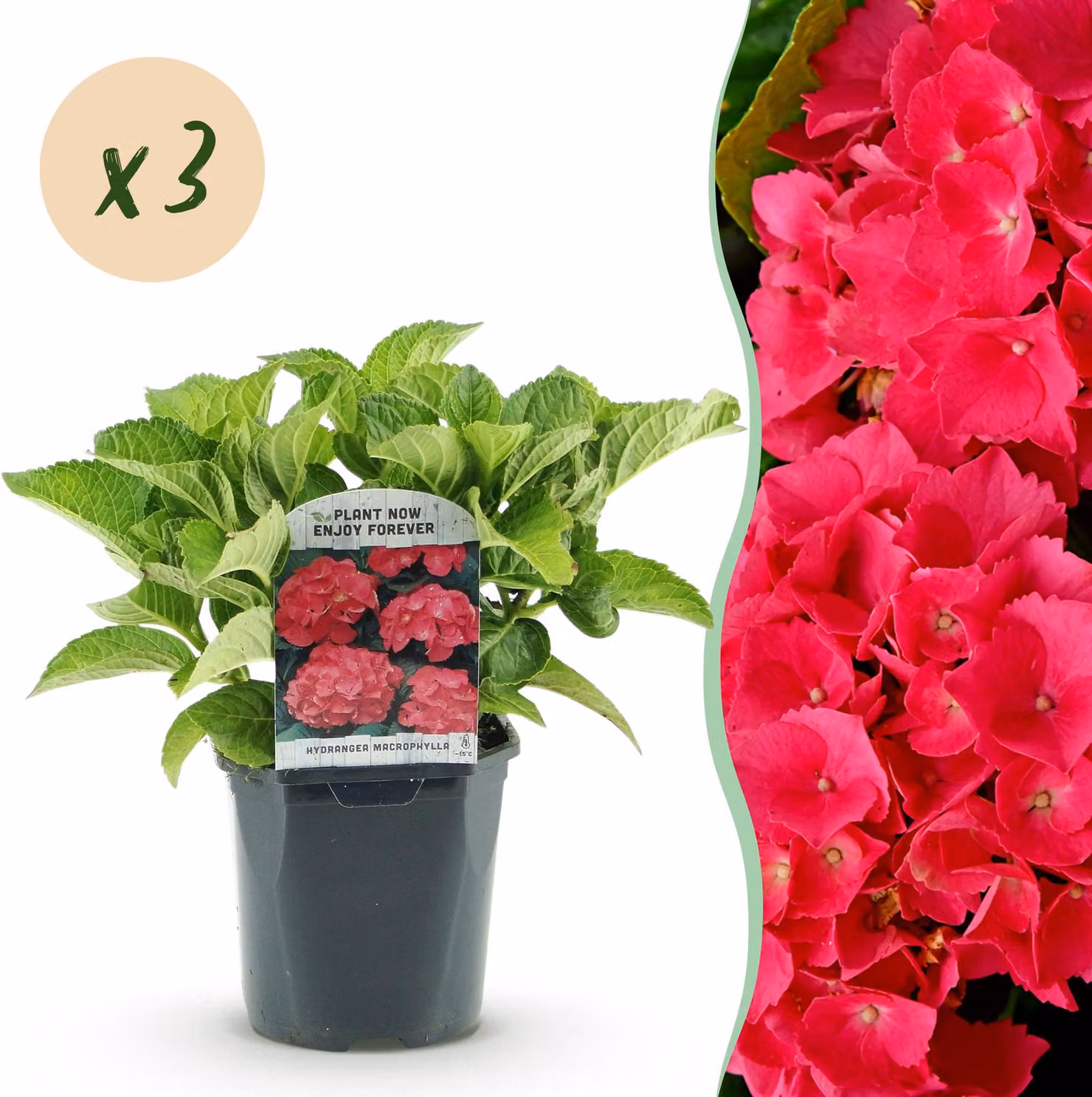 Ortensia - Hydrangea macrophylla Red - Fiore rosso - 3 piante - 1 m2 - Deciduo - Bassa manutenzione - 30cm - Ø18cm - Pianta da giardino