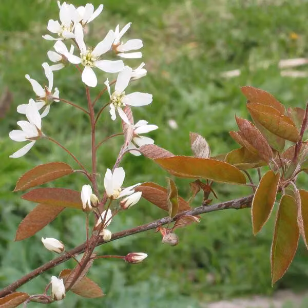 2 piante di amelanchier (Amelanchier lamarckii), alte 60-80 cm, in vaso