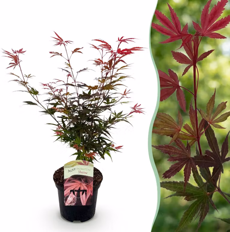Pianta da terrazzo - Acero giapponese - Acer palmatum Shaina - Rosso - 1 Pianta - Decidua - 60-70cm - Ø25cm - Pianta da giardino