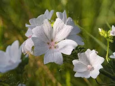 6 x Malva moschata - Malva - vaso 9 x 9 cm
