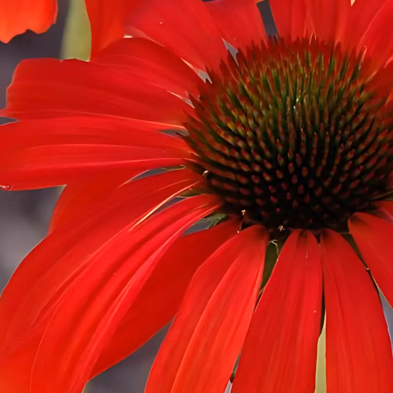 6 x Echinacea purpurea 'Hot Lava' (nome commerciale: Scheinsonnenhut®) | Vaso da 9x9 cm