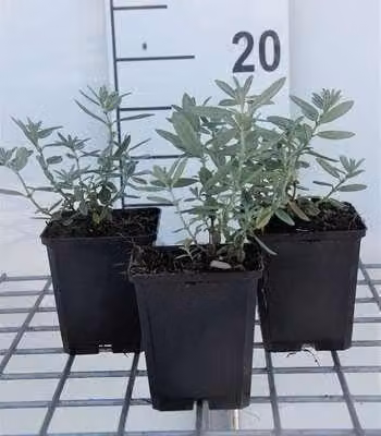 6 x Helianthemum hybr. 'Raspberry Ripple' - Girasole - vaso 9 x 9 cm