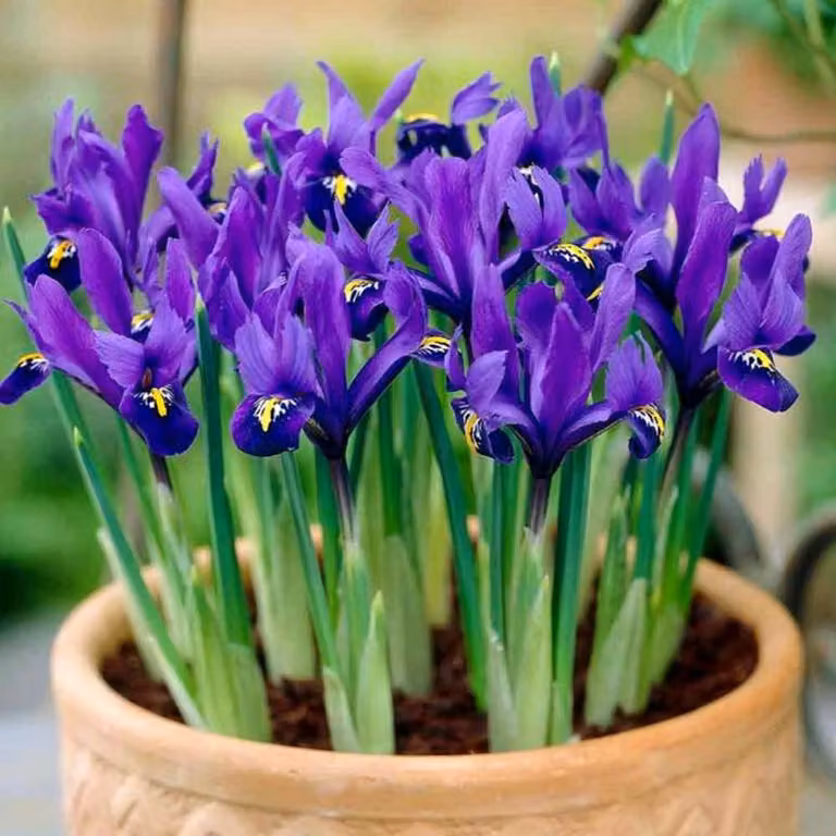 Iris Iris olandese Blue Magic 10 bulbi di iris iris